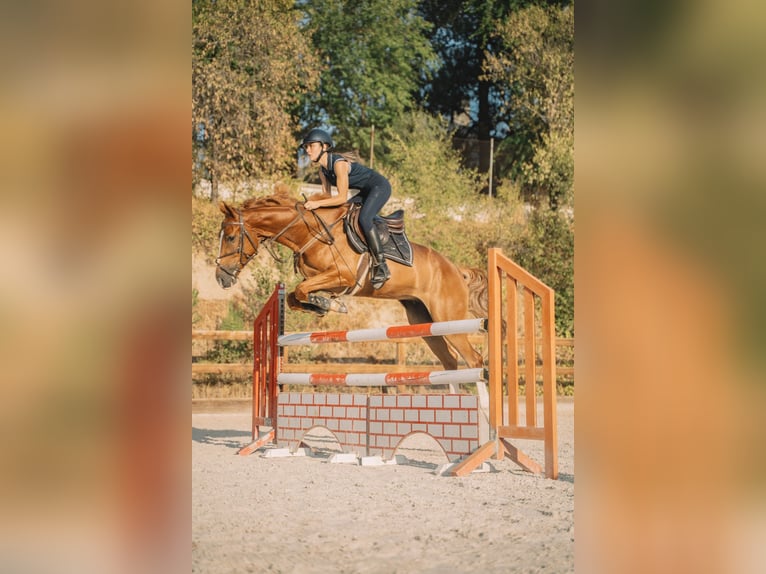 Selle Français Gelding 5 years 16 hh Chestnut-Red in Pozuelo De Alarcon