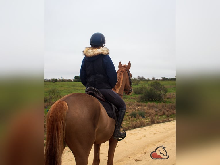 Selle Français Gelding 5 years 16 hh Chestnut-Red in Pozuelo De Alarcon