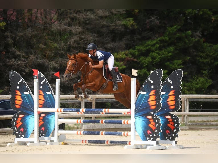 Selle Français Gelding 5 years 16 hh Chestnut-Red in Saint-Gineis-en-Coiron
