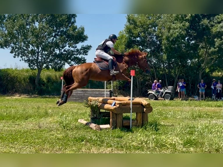 Selle Français Gelding 5 years 16 hh Chestnut-Red in Saint-Gineis-en-Coiron
