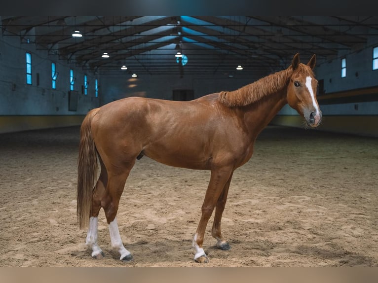 Selle Français Gelding 5 years 16 hh Chestnut-Red in Pozuelo De Alarcon