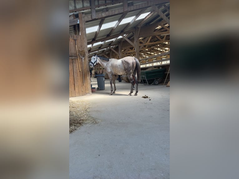 Selle Français Gelding 5 years 16 hh Grey in Laval