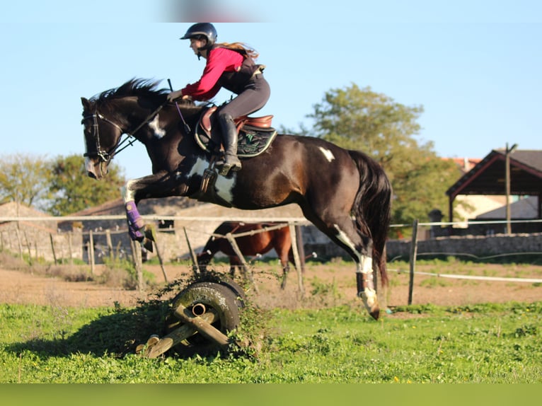 Selle Français Mix Gelding 5 years 16 hh Overo-all-colors in Saint hippolyte
