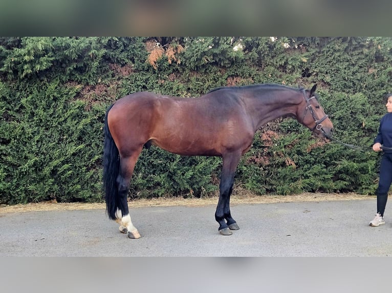 Selle Français Mix Gelding 5 years 16,1 hh Brown in GROTE-BROGEL