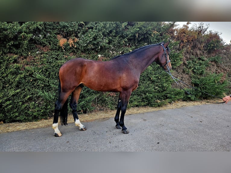 Selle Français Mix Gelding 5 years 16,1 hh Brown in GROTE-BROGEL