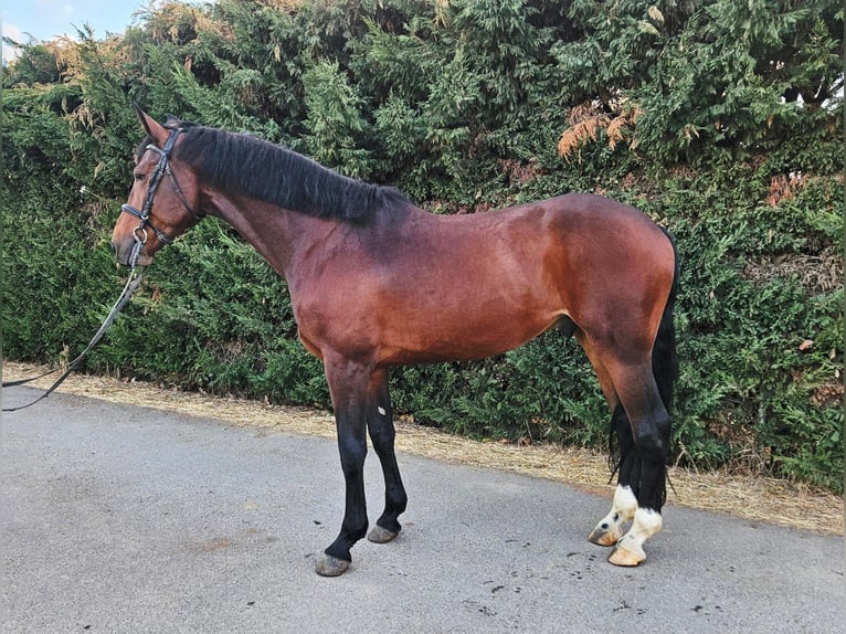 Selle Français Mix Gelding 5 years 16,1 hh Brown in GROTE-BROGEL