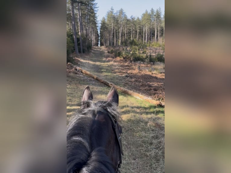 Selle Français Gelding 5 years 16,1 hh Smoky-Black in Trooz