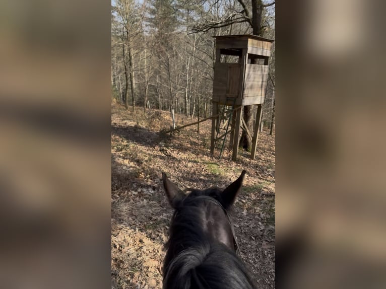 Selle Français Gelding 5 years 16,1 hh Smoky-Black in Trooz