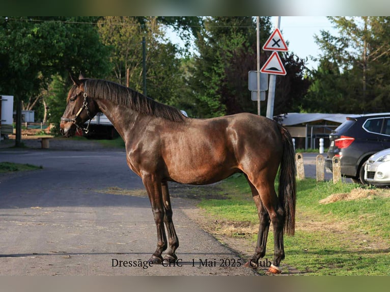 Selle Français Gelding 5 years 16,2 hh Bay-Dark in Arles