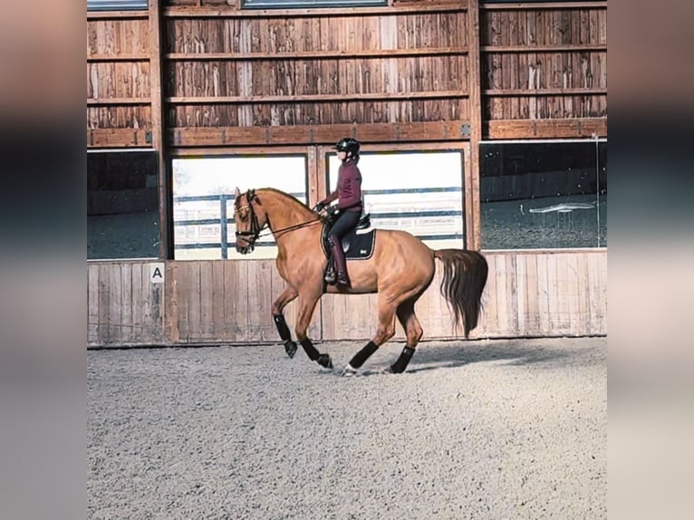 Selle Français Gelding 5 years 17,2 hh Chestnut-Red in Petit-Mars