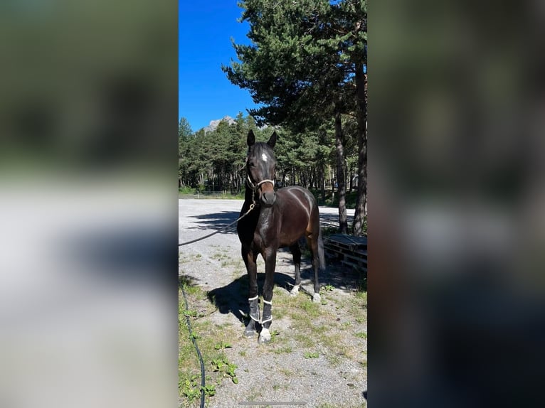 Selle Français Gelding 5 years 17 hh Smoky-Black in les thuiles