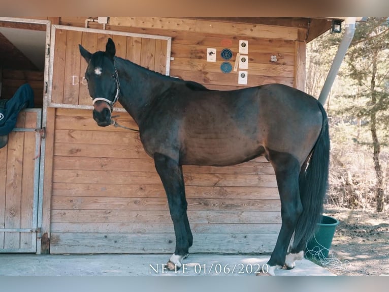 Selle Français Gelding 5 years 17 hh Smoky-Black in les thuiles