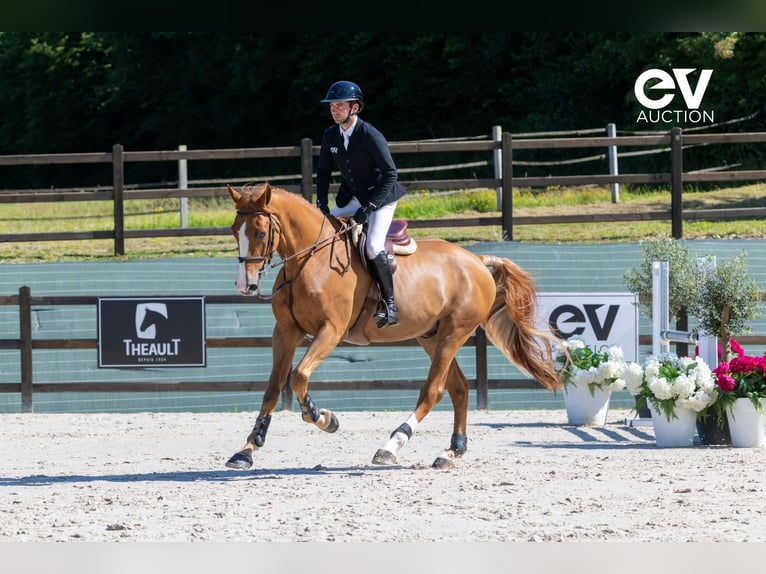 Selle Français Gelding 5 years 17,1 hh Chestnut-Red in Saint-Pierre-de-Coutances