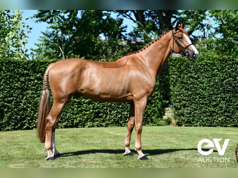 Selle Français Gelding 5 years 17,1 hh Chestnut-Red in Saint-Pierre-de-Coutances