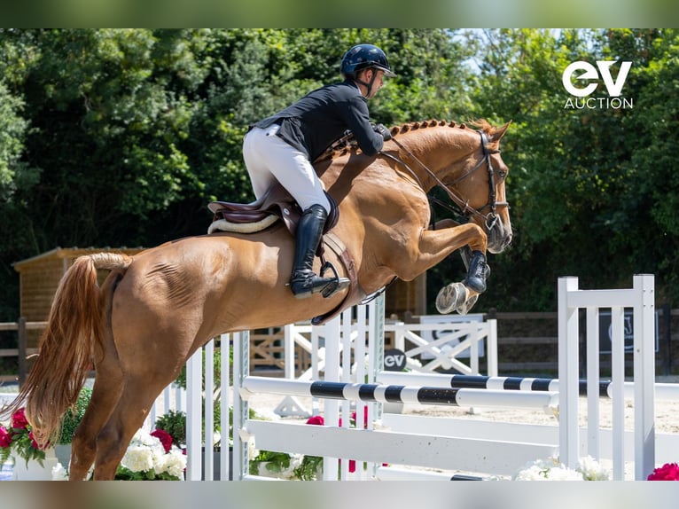 Selle Français Gelding 5 years 17,1 hh Chestnut-Red in Saint-Pierre-de-Coutances