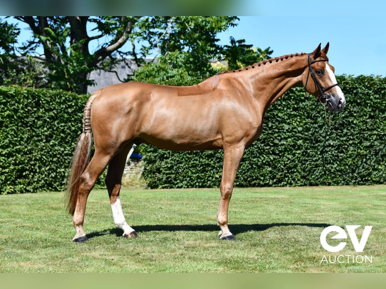 Selle Français Gelding 5 years 17,1 hh Chestnut-Red in Saint-Pierre-de-Coutances