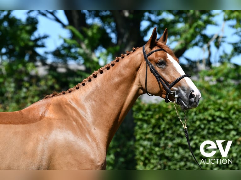 Selle Français Gelding 5 years 17,1 hh Chestnut-Red in Saint-Pierre-de-Coutances