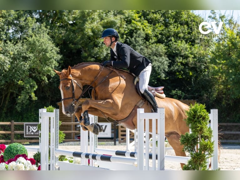 Selle Français Gelding 5 years 17,1 hh Chestnut-Red in Saint-Pierre-de-Coutances