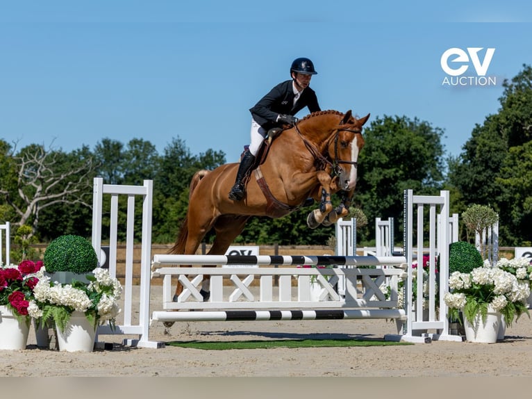 Selle Français Gelding 5 years 17,1 hh Chestnut-Red in Saint-Pierre-de-Coutances