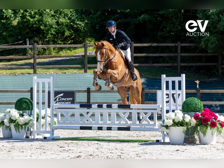 Selle Français Gelding 5 years 17,1 hh Chestnut-Red in Saint-Pierre-de-Coutances