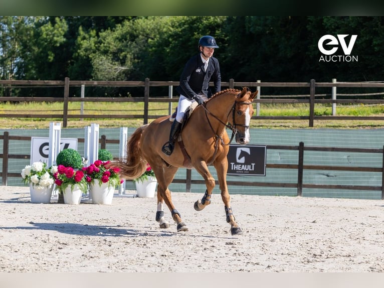 Selle Français Gelding 5 years 17,1 hh Chestnut-Red in Saint-Pierre-de-Coutances