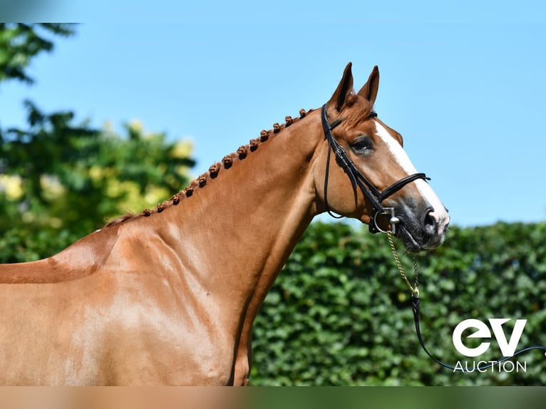 Selle Français Gelding 5 years 17,1 hh Chestnut-Red in Saint-Pierre-de-Coutances