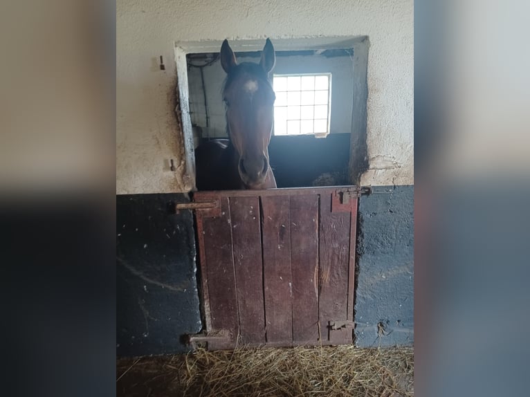 Selle Français Gelding 5 years Bay-Dark in Neuried