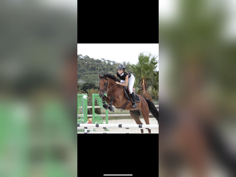 Selle Français Gelding 6 years 15,3 hh Brown in Le Val Doré