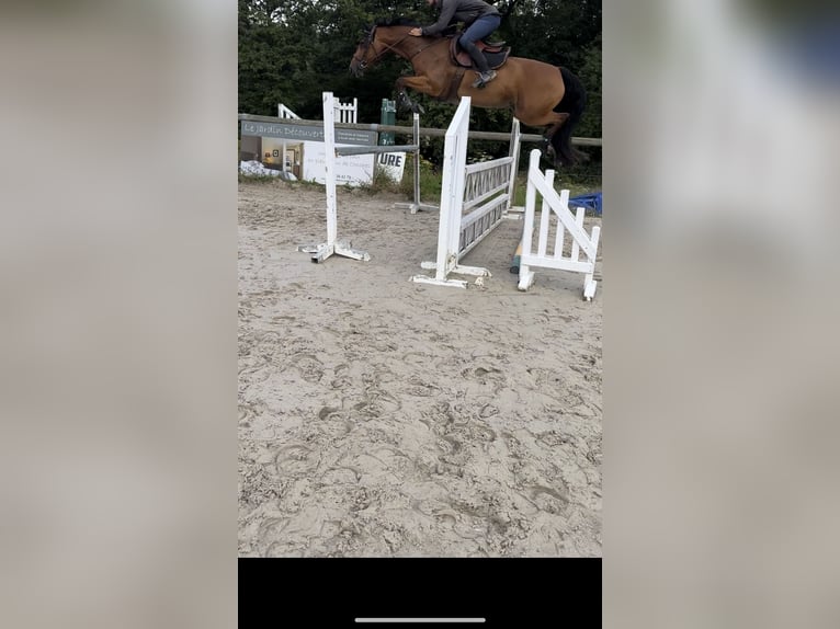 Selle Français Gelding 6 years 15,3 hh Brown in Le Val Doré