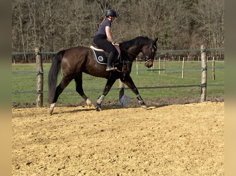 Selle Français Gelding 6 years 15.3 hh Smoky-Black in CONTINVOIR