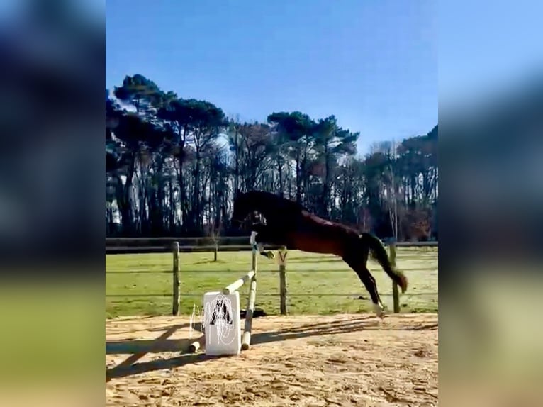 Selle Français Gelding 6 years 15,3 hh Smoky-Black in CONTINVOIR