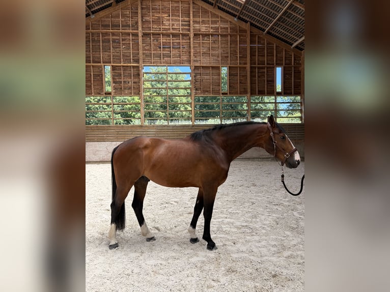 Selle Français Gelding 6 years 16.1 hh Brown in La Membrolle sur Choisille