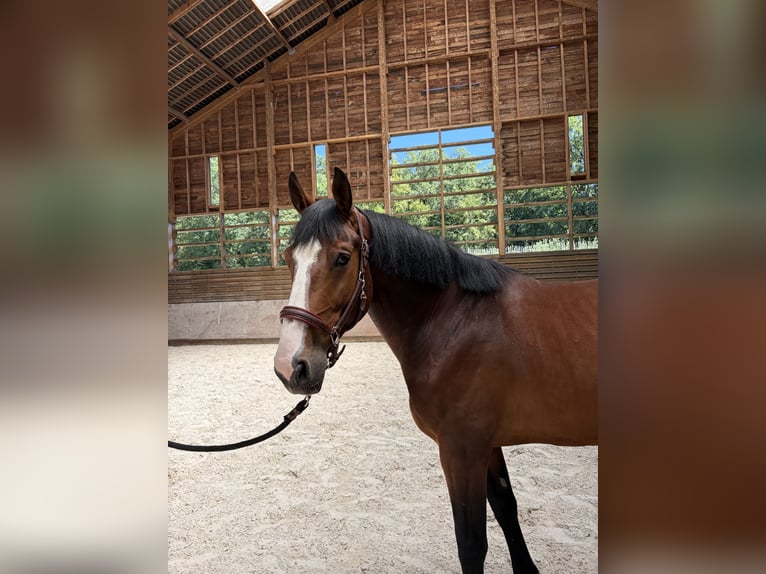 Selle Français Gelding 6 years 16.1 hh Brown in La Membrolle sur Choisille