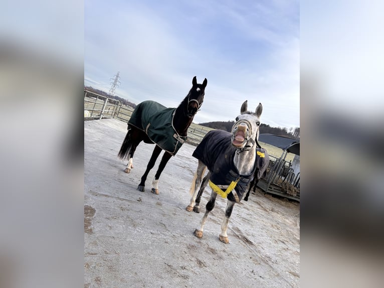 Selle Français Gelding 6 years 16,1 hh Gray in Köniz