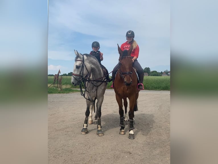 Selle Français Gelding 6 years 16,1 hh Gray in Köniz