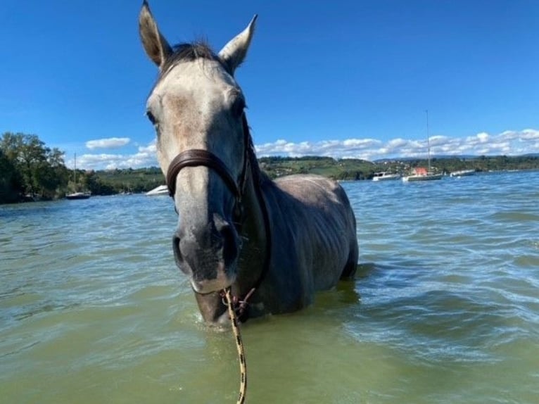 Selle Français Gelding 6 years 16,1 hh Gray in Köniz