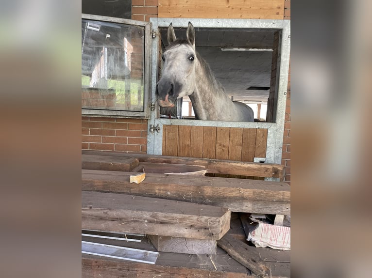 Selle Français Gelding 6 years 16,1 hh Gray in Köniz