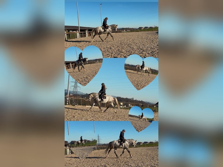 Selle Français Gelding 6 years 16,1 hh Gray in Köniz