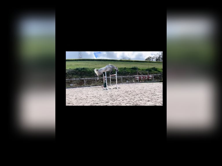 Selle Français Gelding 6 years 16,1 hh Gray in Köniz