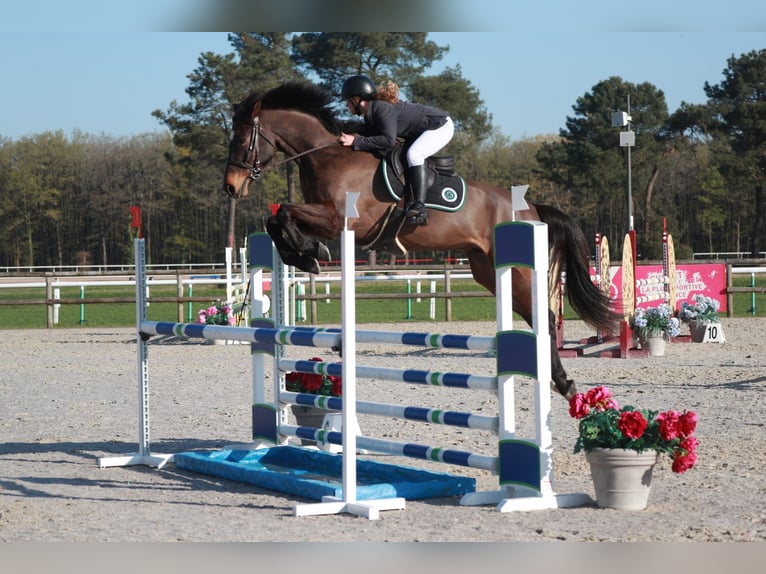 Selle Français Gelding 6 years 16.2 hh Bay-Dark in Bécon-les-Granits