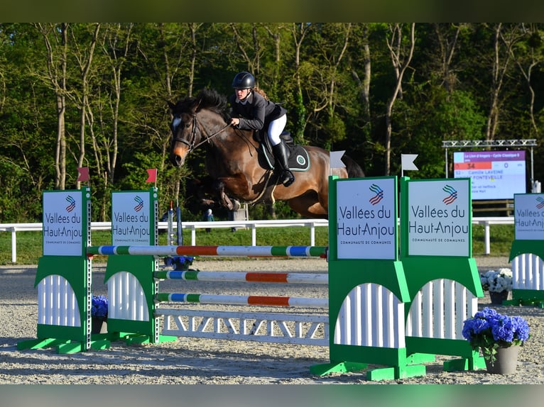 Selle Français Gelding 6 years 16.2 hh Bay-Dark in Bécon-les-Granits