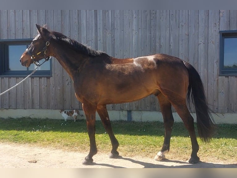 Selle Français Gelding 6 years 16.2 hh Bay-Dark in Bécon-les-Granits