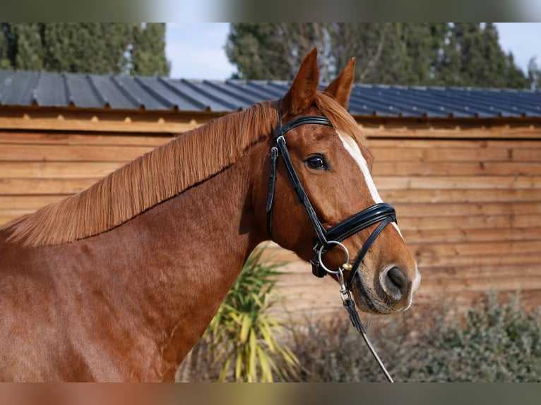 Selle Français Gelding 6 years 16.2 hh Chestnut-Red in Bouche du Rhone