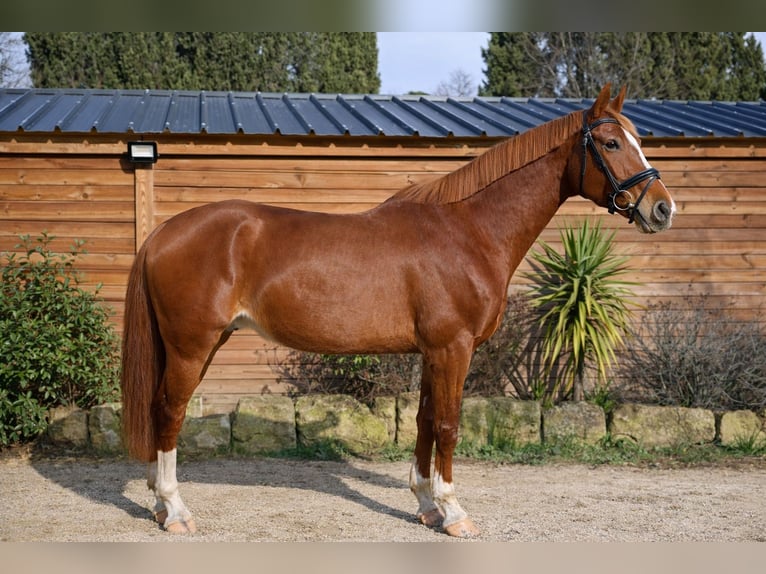 Selle Français Gelding 6 years 16.2 hh Chestnut-Red in St Rémy de Provence
