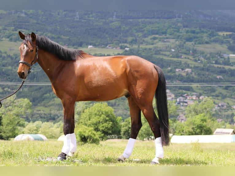 Selle Français Gelding 6 years 16.3 hh Brown in Saint-SauveurEmbrun