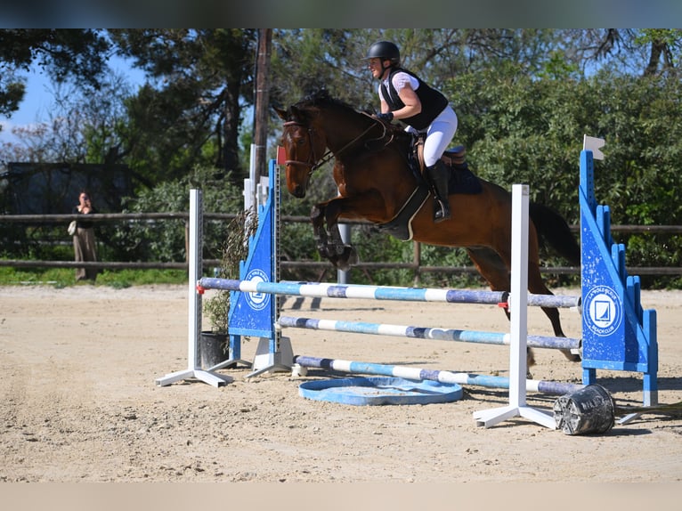 Selle Français Gelding 6 years 16.3 hh Brown in Saint-Thibéry