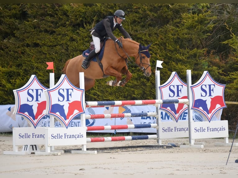 Selle Français Gelding 6 years 16 hh Chestnut-Red in Saint Lô