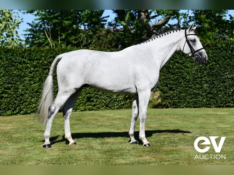 Selle Français Gelding 6 years 16 hh Gray in Saint-Pierre-de-Coutances