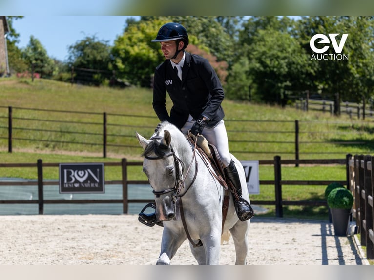 Selle Français Gelding 6 years 16 hh Gray in Saint-Pierre-de-Coutances