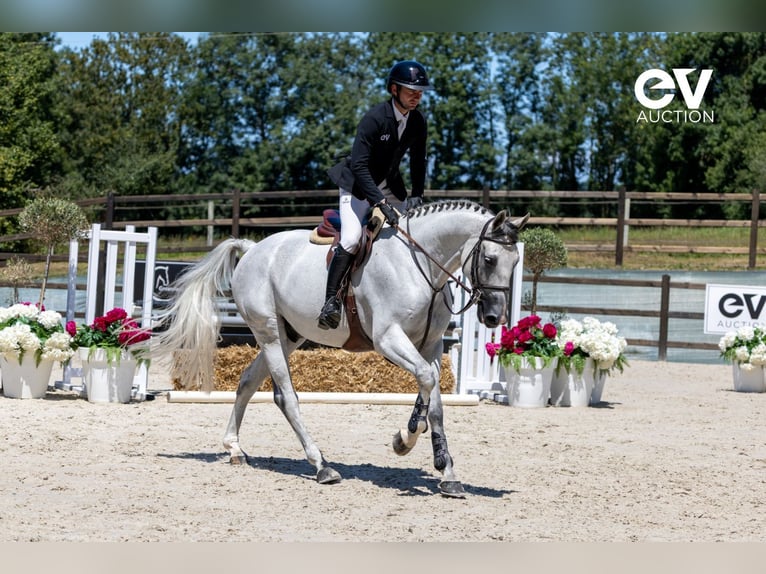 Selle Français Gelding 6 years 16 hh Gray in Saint-Pierre-de-Coutances